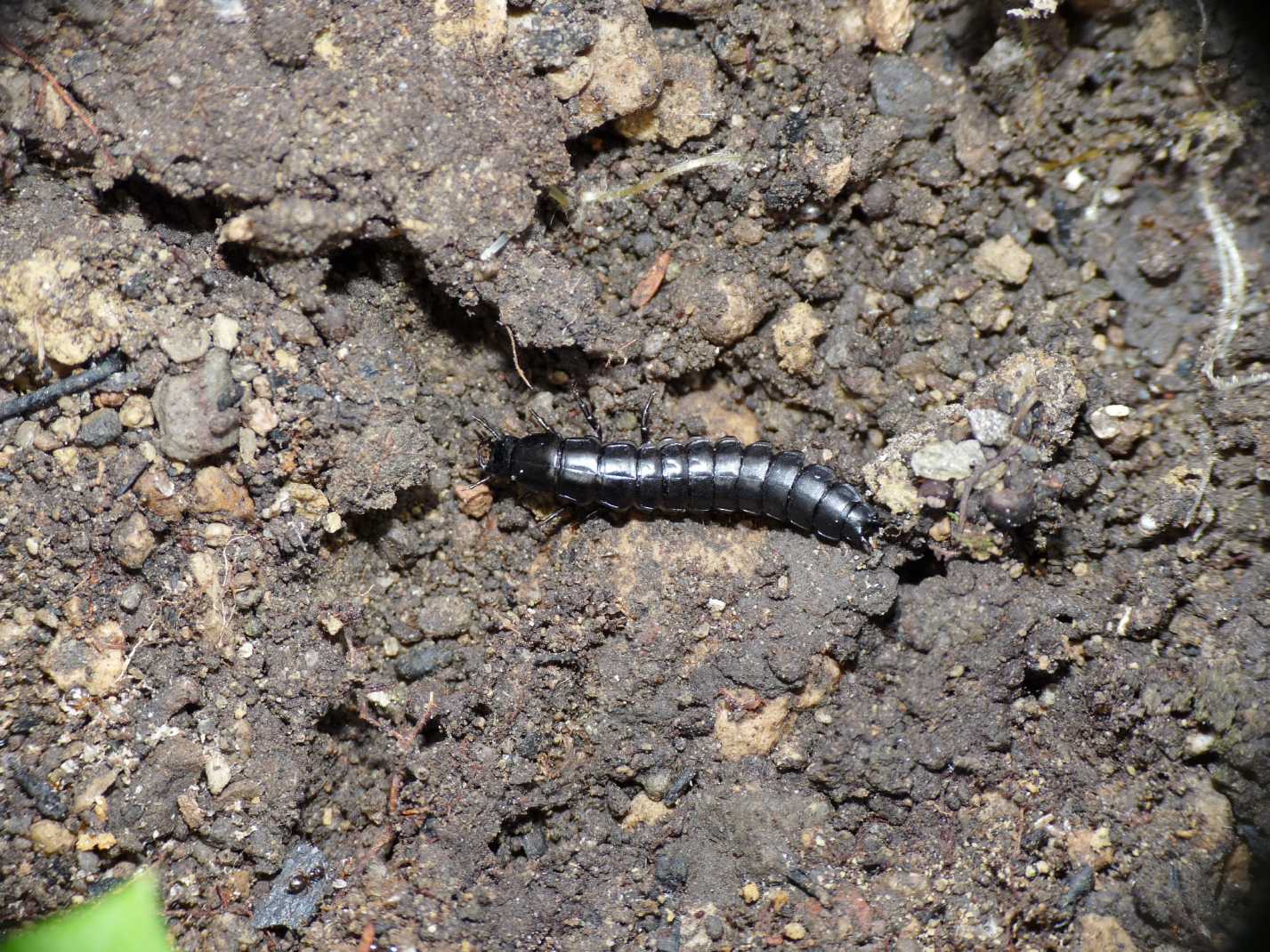 Larva di Carabus sp.